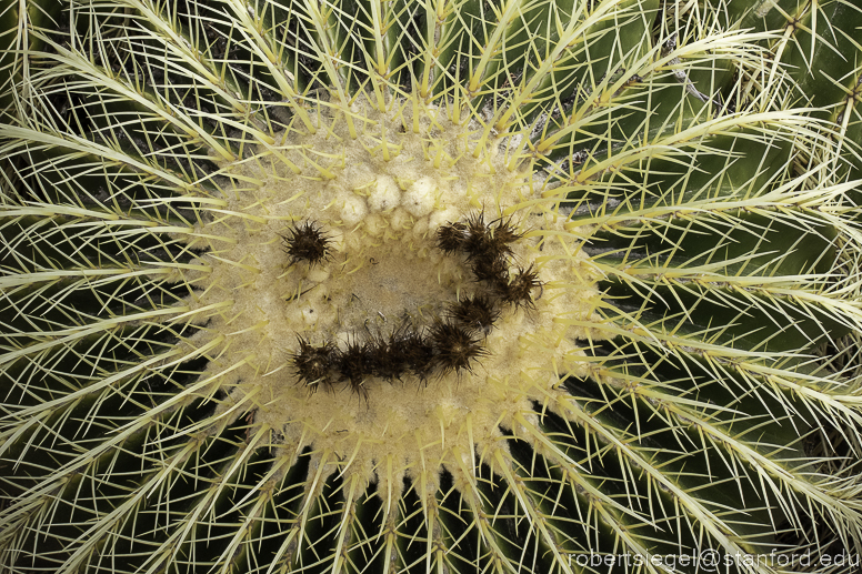 arizona garden